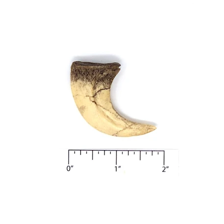 Velociraptor Claw Replica