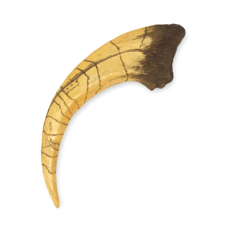 Megaraptor Claw Replica