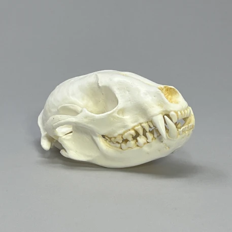 Raccoon Skull Replica