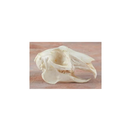 Jack Rabbit Skull Replica