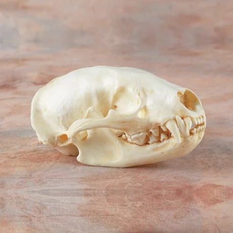 Badger Skull Replica