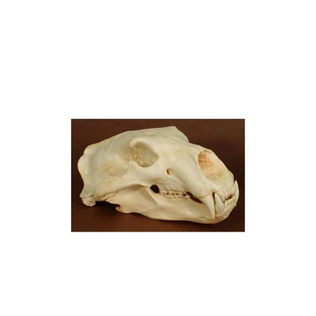 Polar Bear Skull Replica