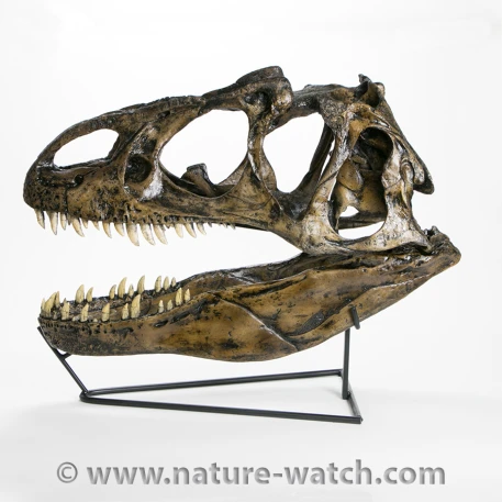 Allosaurus Skull Replica