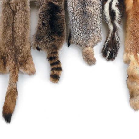 Animal Skins