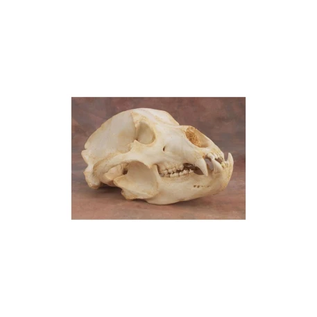 Grizzly Bear Skull Replica