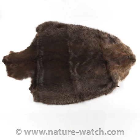 Beaver pelt shop