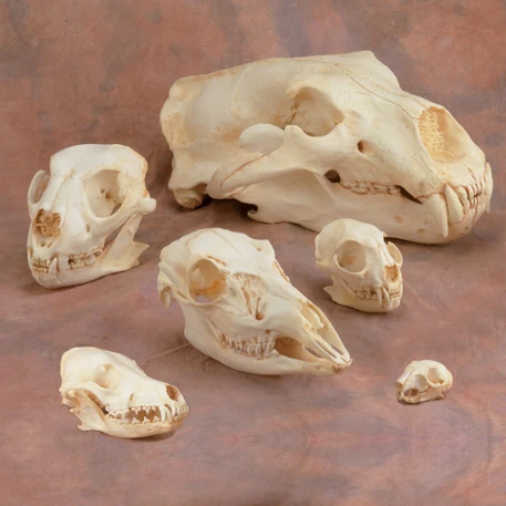 Skull Replicas