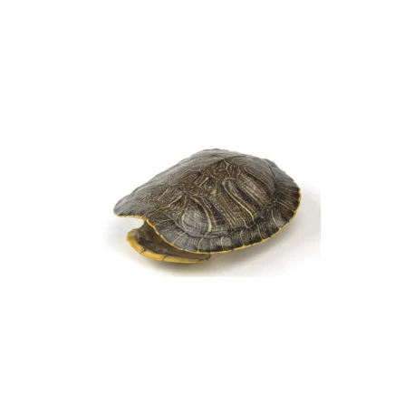 Red Eared Turtle Shell