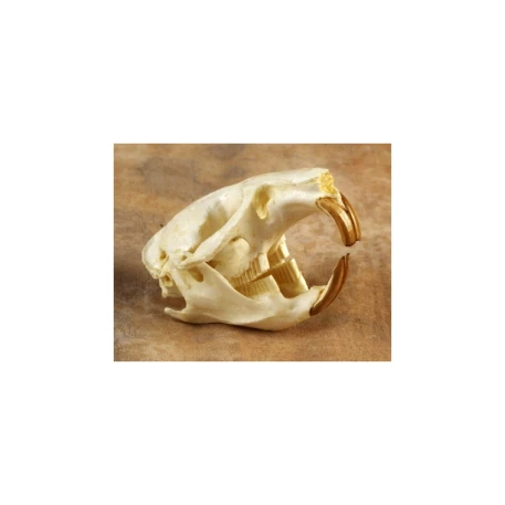 Muskrat Skull Replica