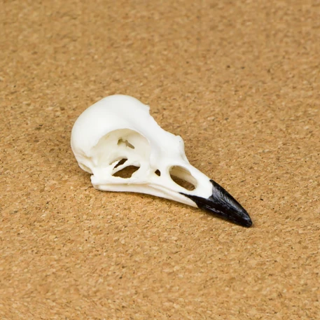 Blue Jay Skull Replica