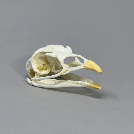 Wild Turkey Skull Replica