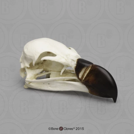 Griffon Vulture Skull Replica