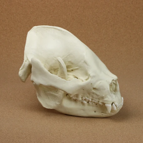 Giant Panda Skull (Adult) Replica