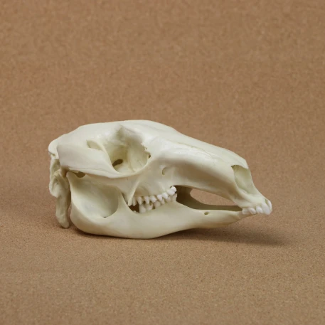 Red Kangaroo Skull Replica