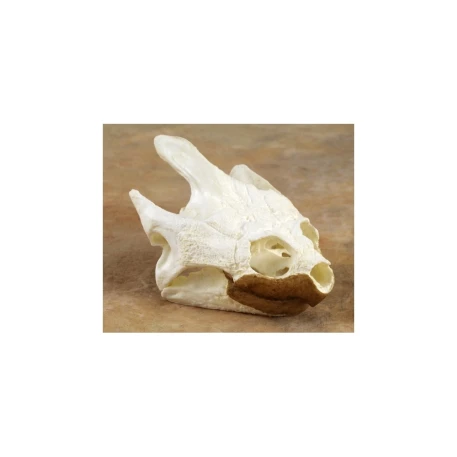 Snapper Turtle Skull Replicas