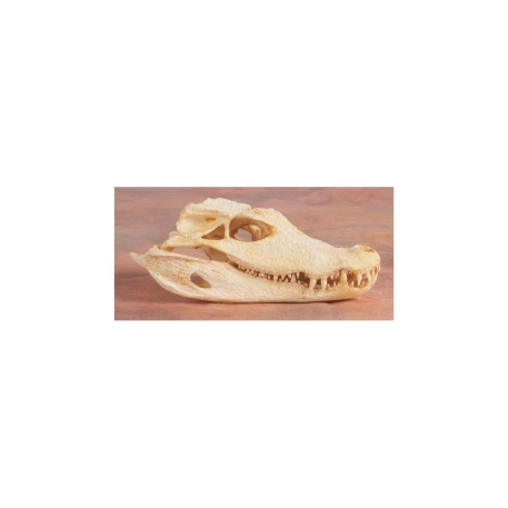 Dwarf Caiman Skull Replica