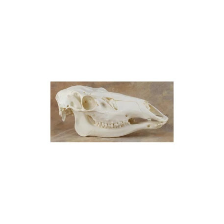 Elk Skull Replica