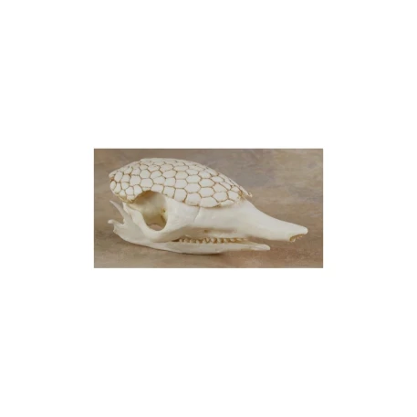 Armadillo Skull Replica (Long Nosed)