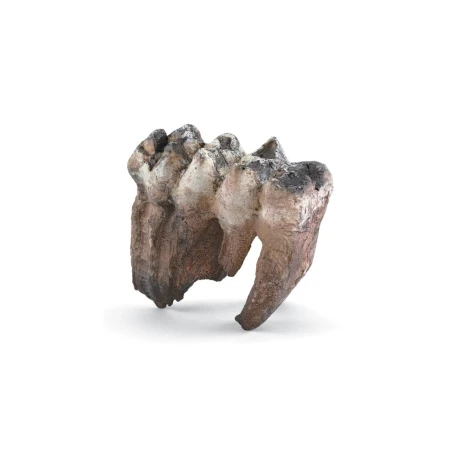 Mastodon Tooth Replica