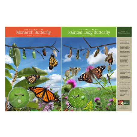 Butterfly Life Cycle Poster