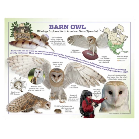 Barn Owl Poster