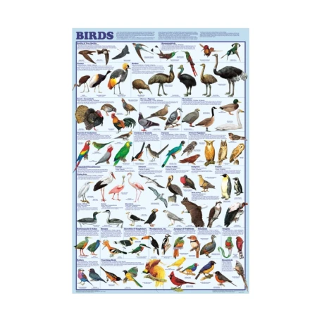 Birds Chart for Kids