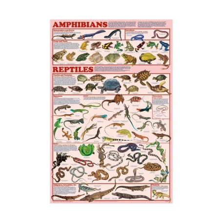 Amphibians & Reptiles Poster