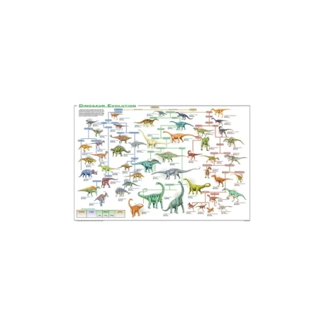 Dinosaur Evolution Poster