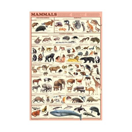 Mammals Poster