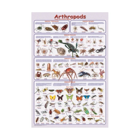 Arthropods Poster