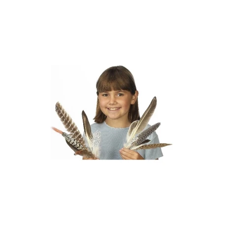 Feather Assortment Set: Types of Feathers - Feather Varieties