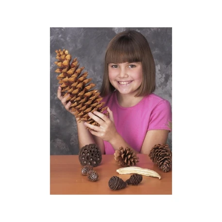 Brown Large 8 Wooden Colorado Ponderosa Natural Pinecones For