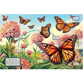 Life Cycle of a Monarch Butterfly Puzzle