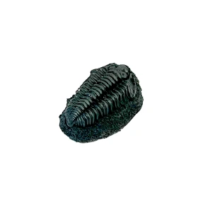 Trilobite Replicas (unmudded) (Pack of 25)