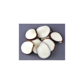 Tagua Nut Slices (Pack of 25)