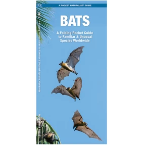 Bats Discovery Guide