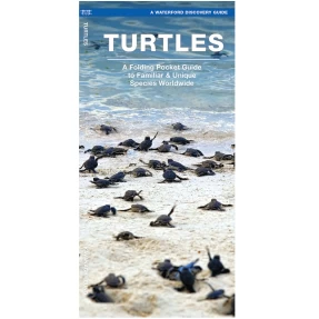 Turtles Discovery Guide