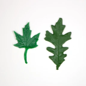 Leaf Replicas of Eastern United States Trees (60 Replicas)