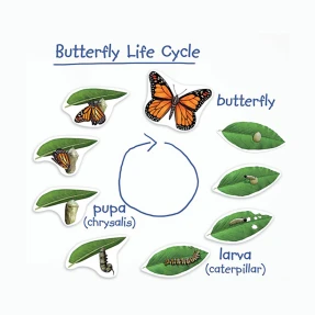 Giant Magnetic Butterfly Life Cycle