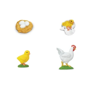 Chicken Life Cycle Stage Figures