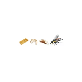 Honey Bee Life Cycle Stage Figures