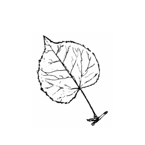 Aspen Leaf Rubber Stamp