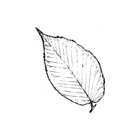Elm Leaf Rubber Stamp