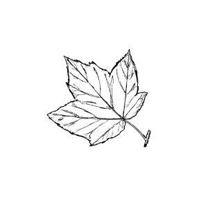 Maple Leaf Rubber Stamp