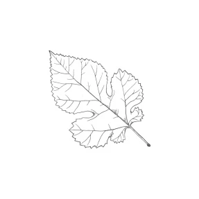 Mulberry Leaf Rubber Stamp