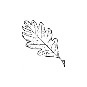 White Oak Leaf Rubber Stamp