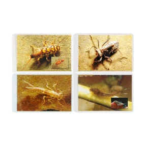Aquatic Macroinvertebrate Insect ID Flashcards