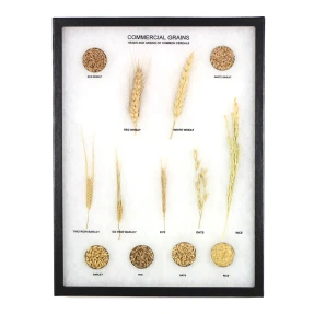 Commercial Grains Display