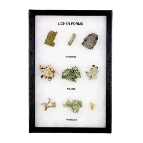 Lichen Forms Display