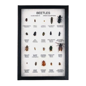 Beetles Display